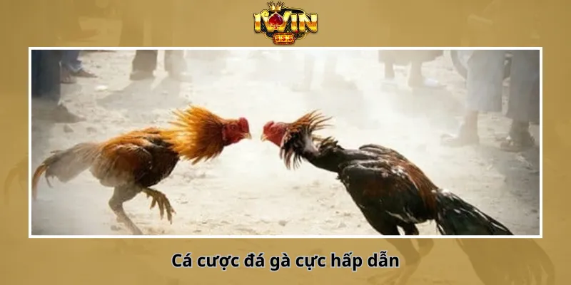 Cá cược đá gà cực hấp dẫn